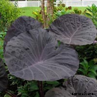 Elephant Ear Plant: Care, Planting, and Growing Tips