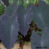 Elephant Ear Plant: Care, Planting, and Growing Tips
