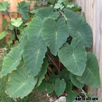 Elephant Ear Plant: Care, Planting, and Growing Tips