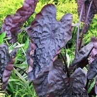 Elephant Ear Plant: Care, Planting, and Growing Tips