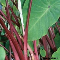 Elephant Ear Plant: Care, Planting, and Growing Tips