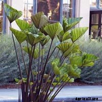 Elephant Ear Plant: Care, Planting, and Growing Tips