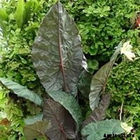 Elephant Ear Plant: Care, Planting, and Growing Tips
