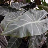Elephant Ear Plant: Care, Planting, and Growing Tips