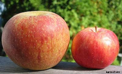 Can You Eat Crab Apples? A Simple Guide To This Ornamental Fruit