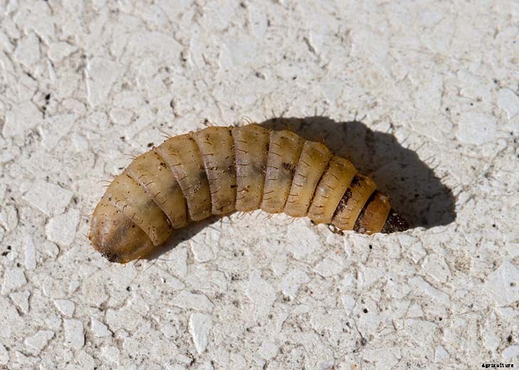 Maggots in Compost? Here’s What You Need to Know