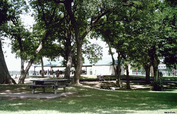 24 Cheap Mulch Ideas to Save Money