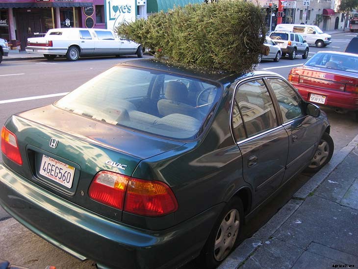 24 Cheap Mulch Ideas to Save Money