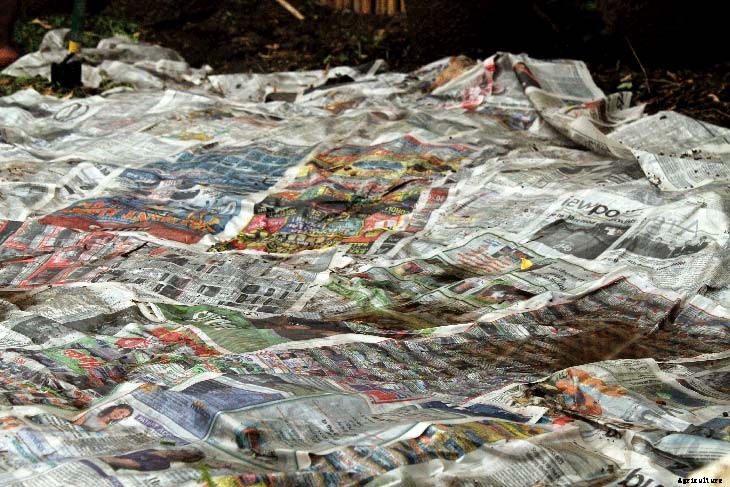 24 Cheap Mulch Ideas to Save Money