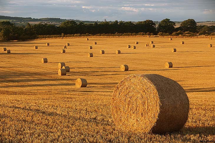 24 Cheap Mulch Ideas to Save Money