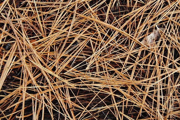 24 Cheap Mulch Ideas to Save Money