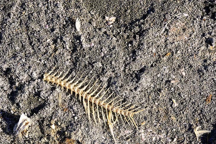 24 Cheap Mulch Ideas to Save Money