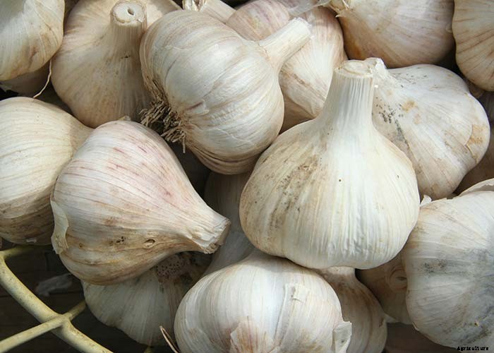 How and When to Harvest Garlic