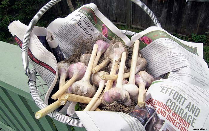 How and When to Harvest Garlic