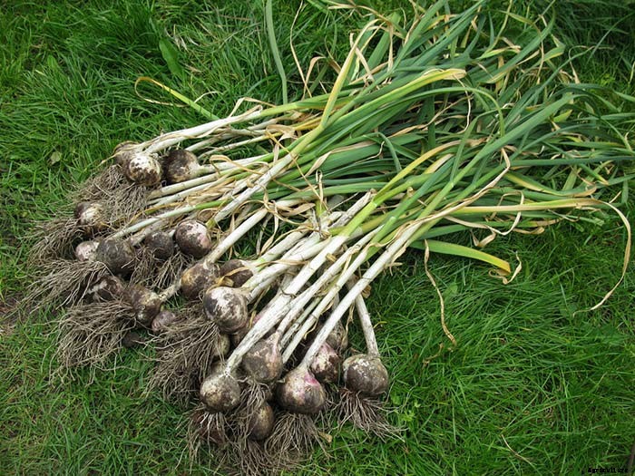 How and When to Harvest Garlic