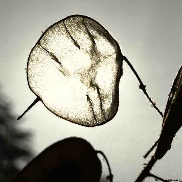 Silver Dollar Plant (Lunaria Annua) Growing Guide