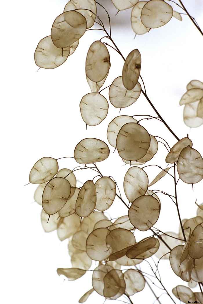 Silver Dollar Plant (Lunaria Annua) Growing Guide