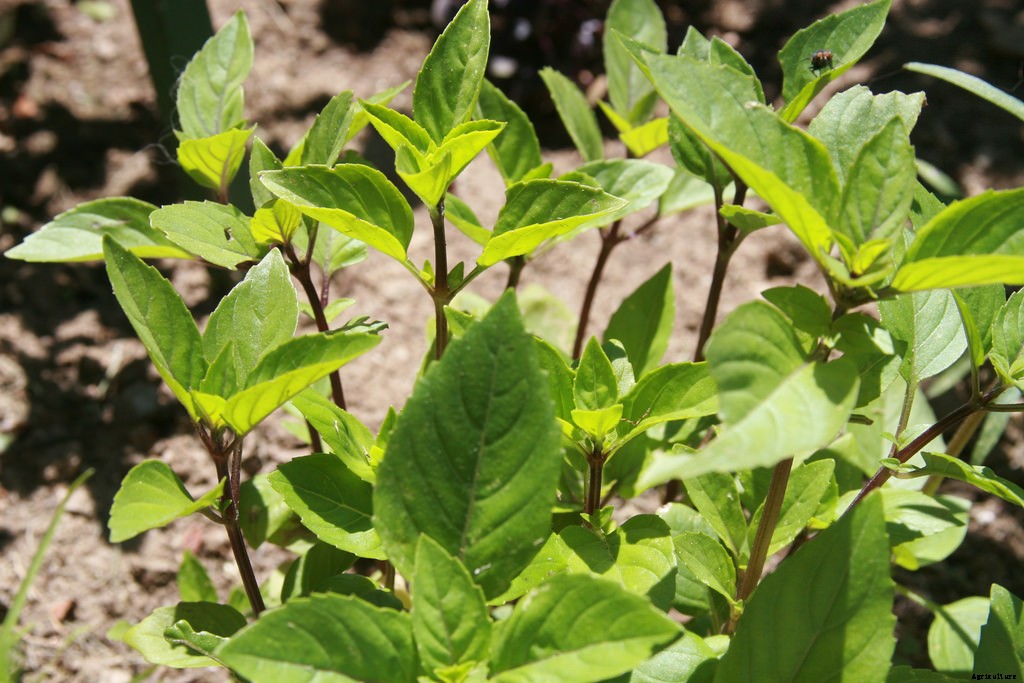 Growing Basil: Planting, Cultivating, Harvesting and Storing