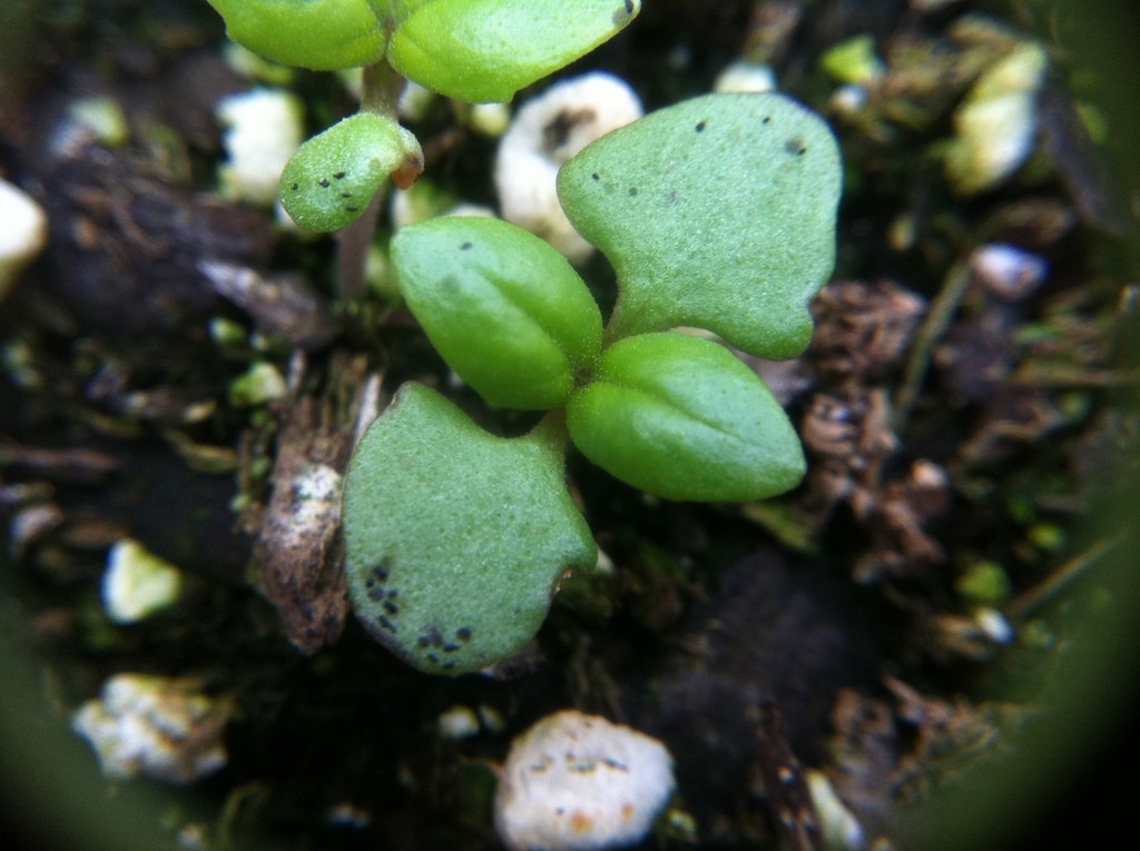 Growing Basil: Planting, Cultivating, Harvesting and Storing