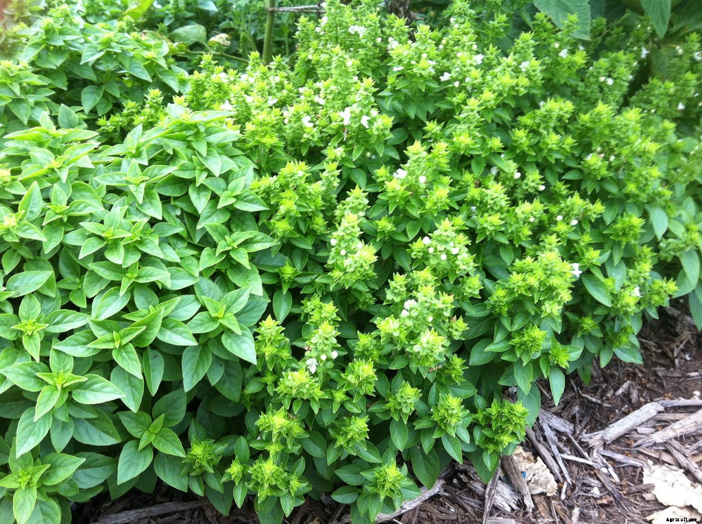 Growing Basil: Planting, Cultivating, Harvesting and Storing