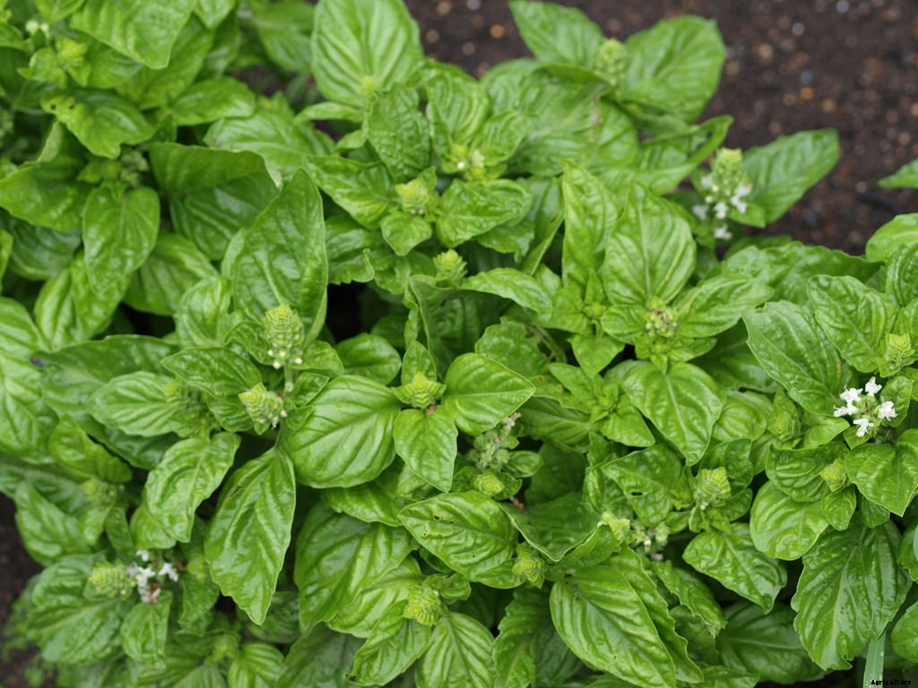 Growing Basil: Planting, Cultivating, Harvesting and Storing