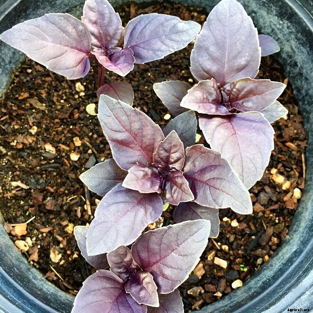 Growing Basil: Planting, Cultivating, Harvesting and Storing