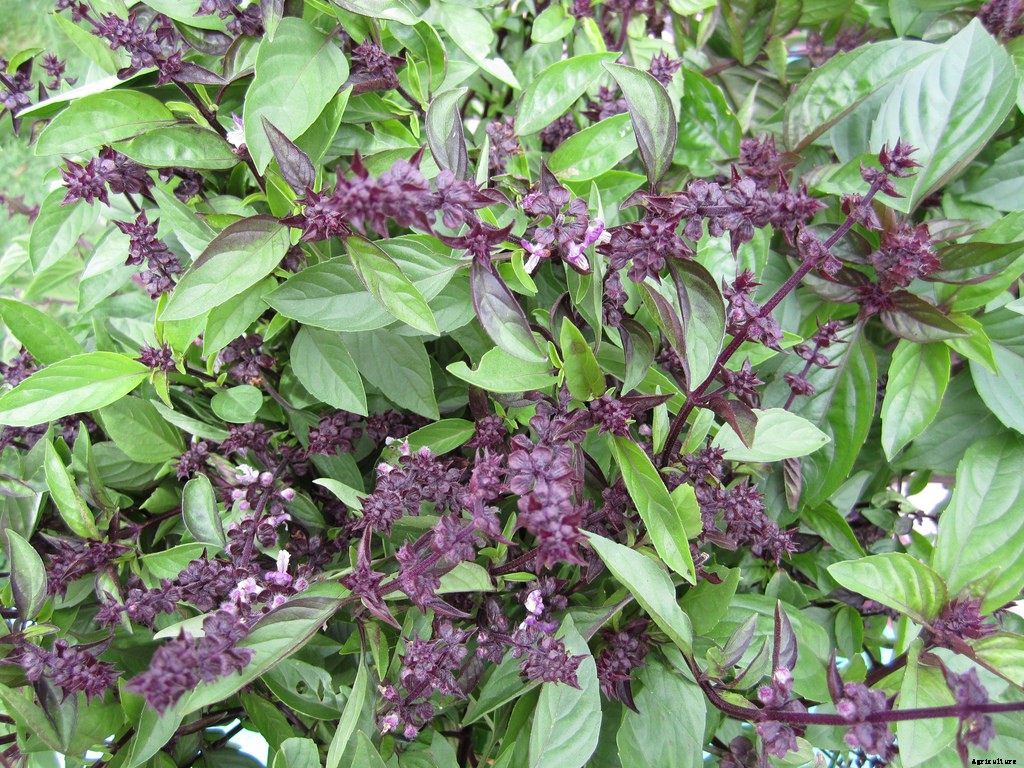 Growing Basil: Planting, Cultivating, Harvesting and Storing