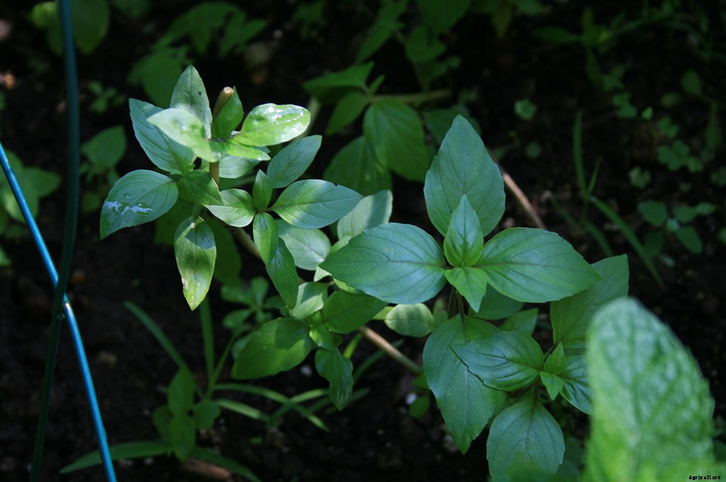 Growing Basil: Planting, Cultivating, Harvesting and Storing