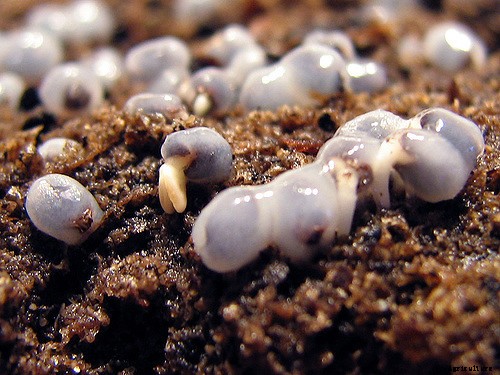 Growing Basil: Planting, Cultivating, Harvesting and Storing