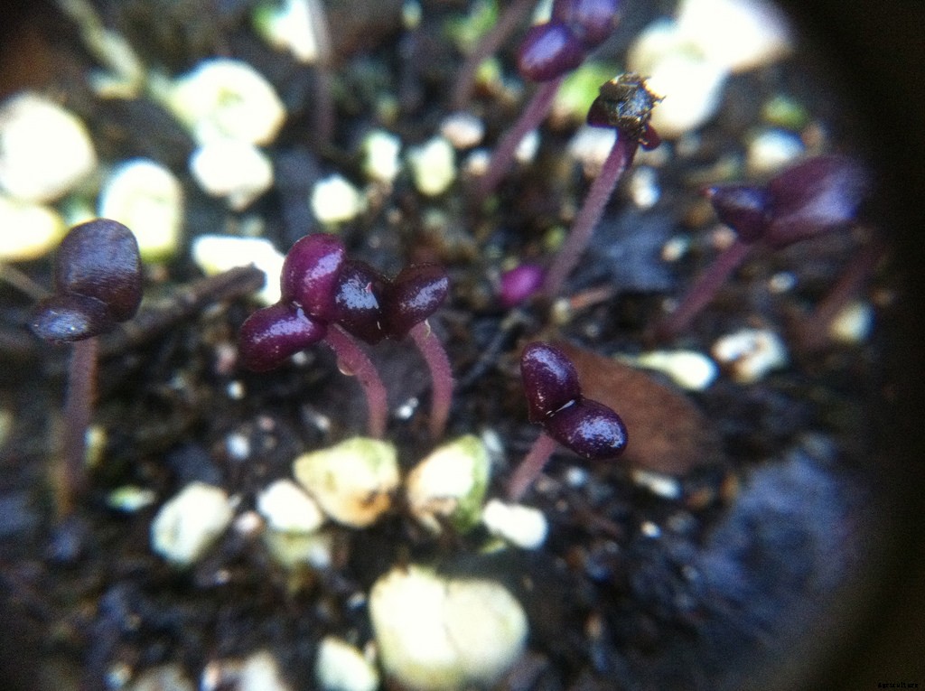 Growing Basil: Planting, Cultivating, Harvesting and Storing