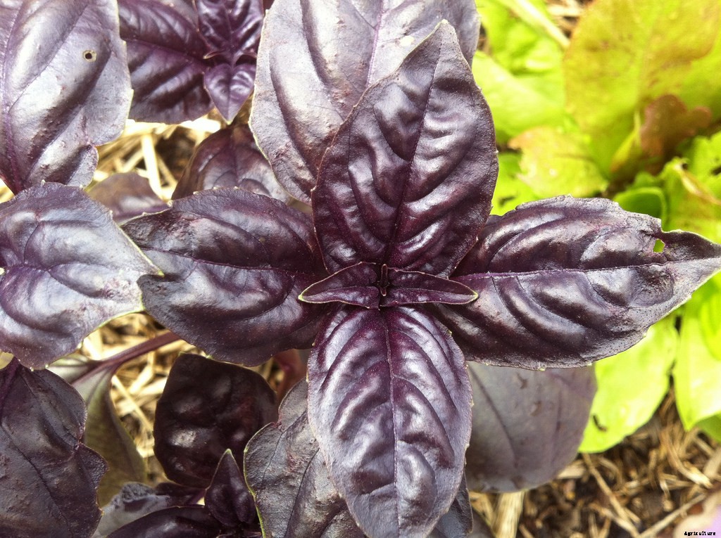 Growing Basil: Planting, Cultivating, Harvesting and Storing