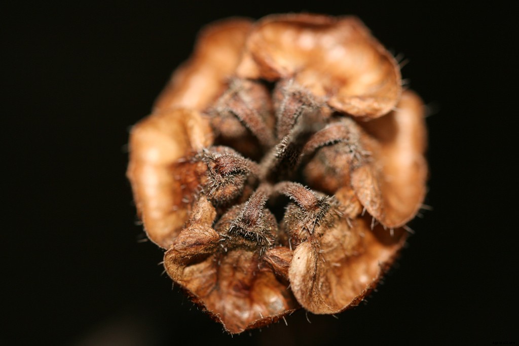 Growing Basil: Planting, Cultivating, Harvesting and Storing