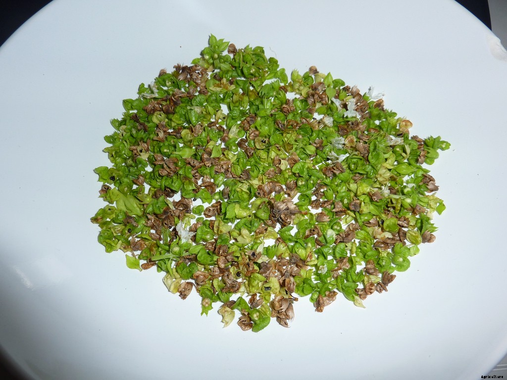 Growing Basil: Planting, Cultivating, Harvesting and Storing