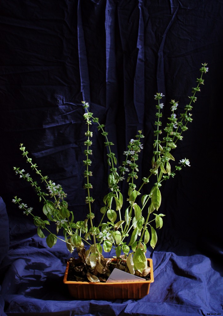 Growing Basil: Planting, Cultivating, Harvesting and Storing