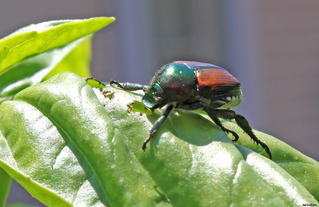 Growing Basil: Planting, Cultivating, Harvesting and Storing