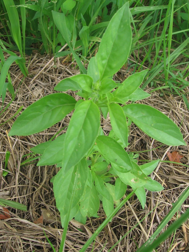 Growing Basil: Planting, Cultivating, Harvesting and Storing