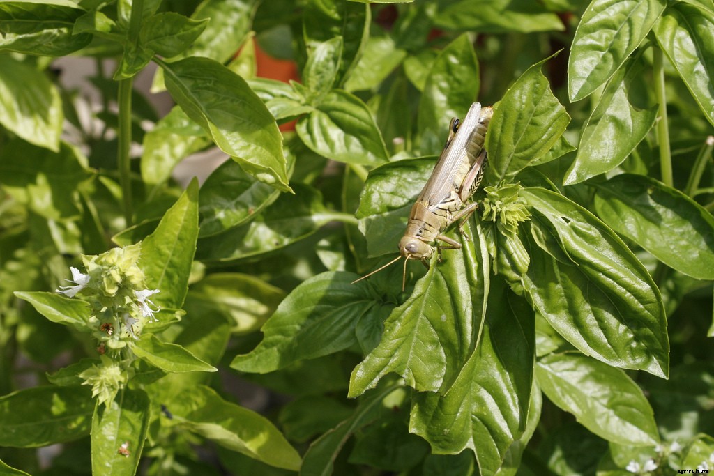 Growing Basil: Planting, Cultivating, Harvesting and Storing