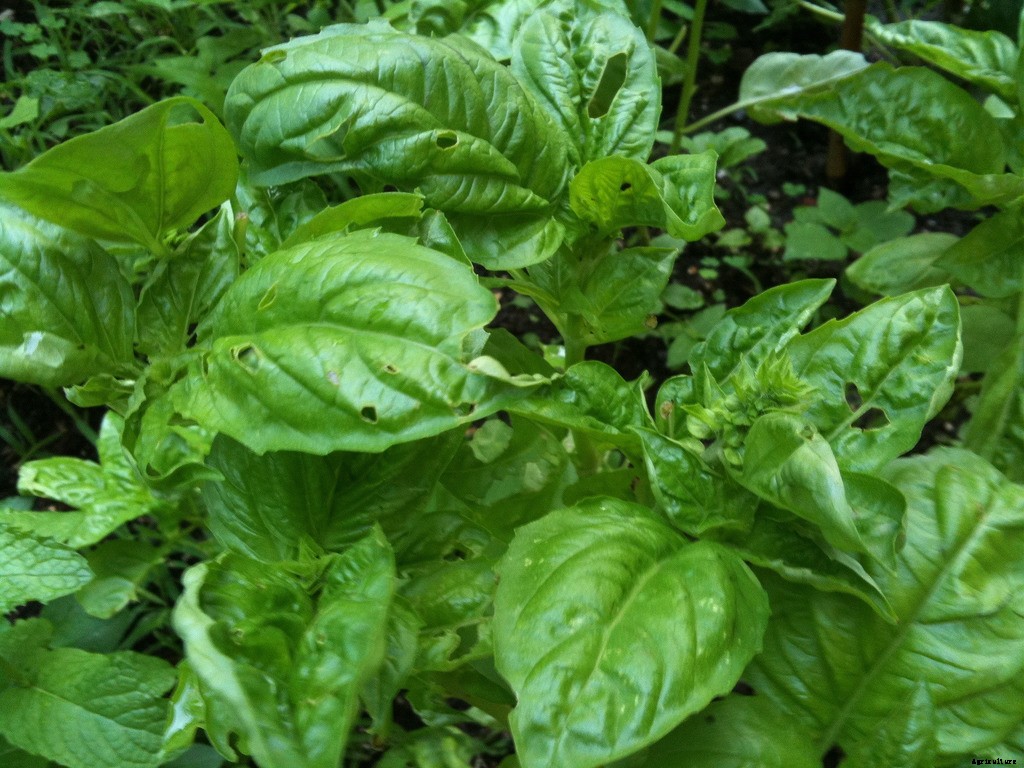 Growing Basil: Planting, Cultivating, Harvesting and Storing