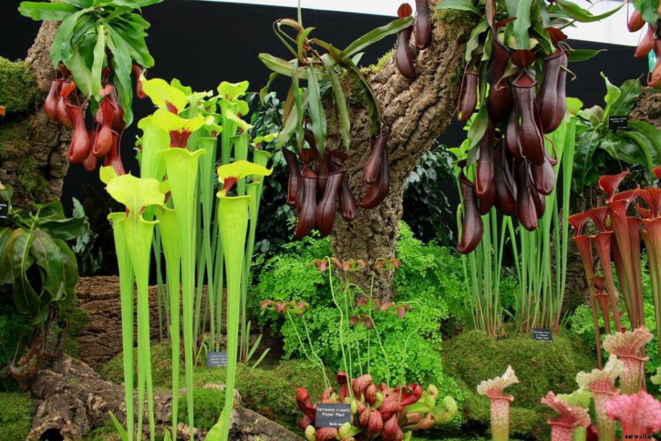 18 Insane Facts About Carnivorous Plants