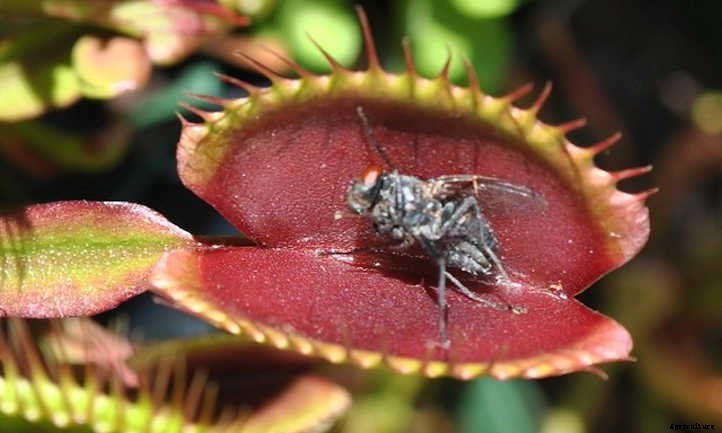 18 Insane Facts About Carnivorous Plants