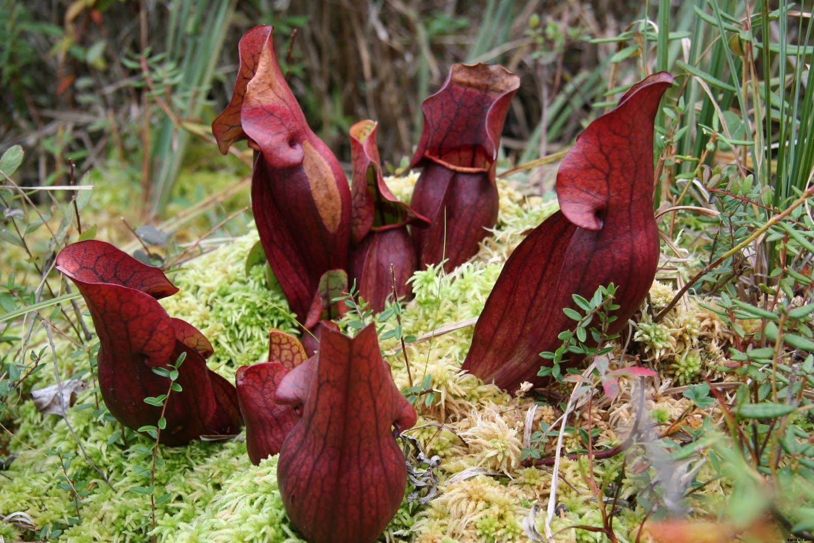 18 Insane Facts About Carnivorous Plants