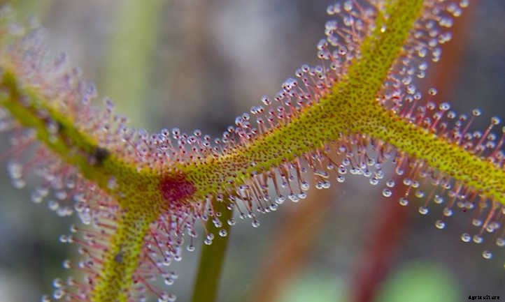 18 Insane Facts About Carnivorous Plants