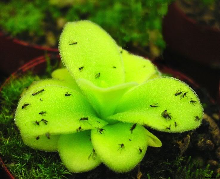 18 Insane Facts About Carnivorous Plants
