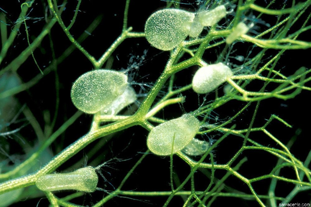 18 Insane Facts About Carnivorous Plants