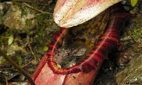 18 Insane Facts About Carnivorous Plants