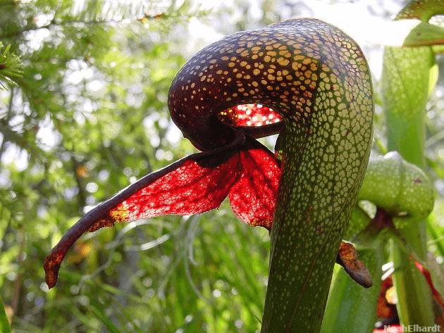 18 Insane Facts About Carnivorous Plants