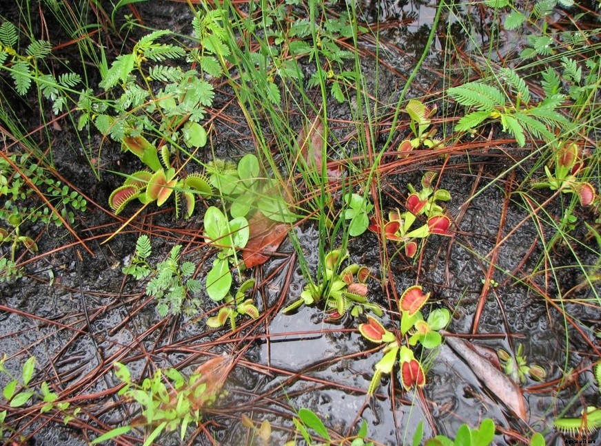 18 Insane Facts About Carnivorous Plants