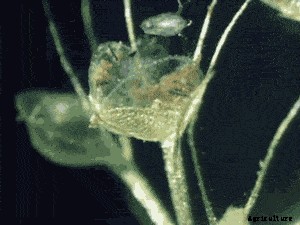 18 Insane Facts About Carnivorous Plants