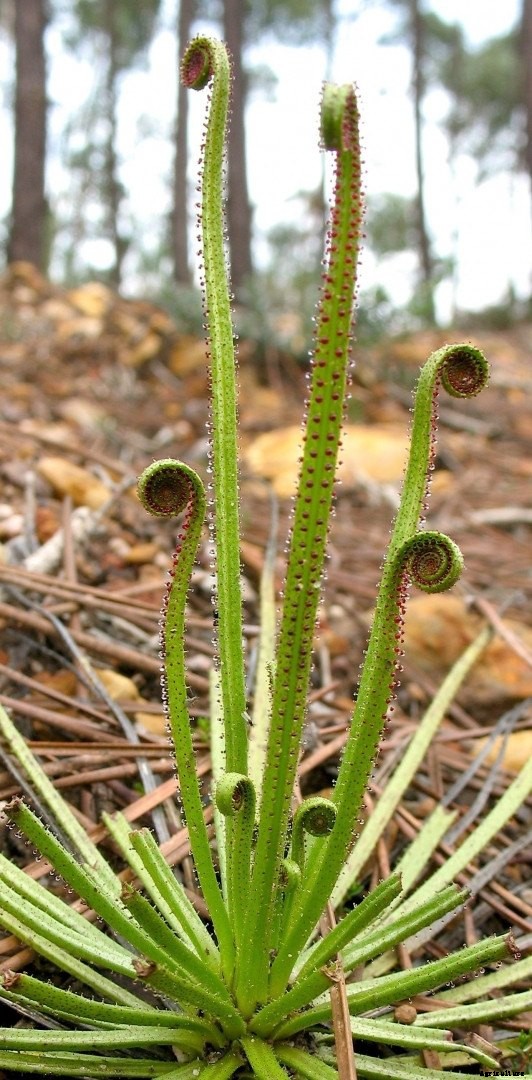 18 Insane Facts About Carnivorous Plants