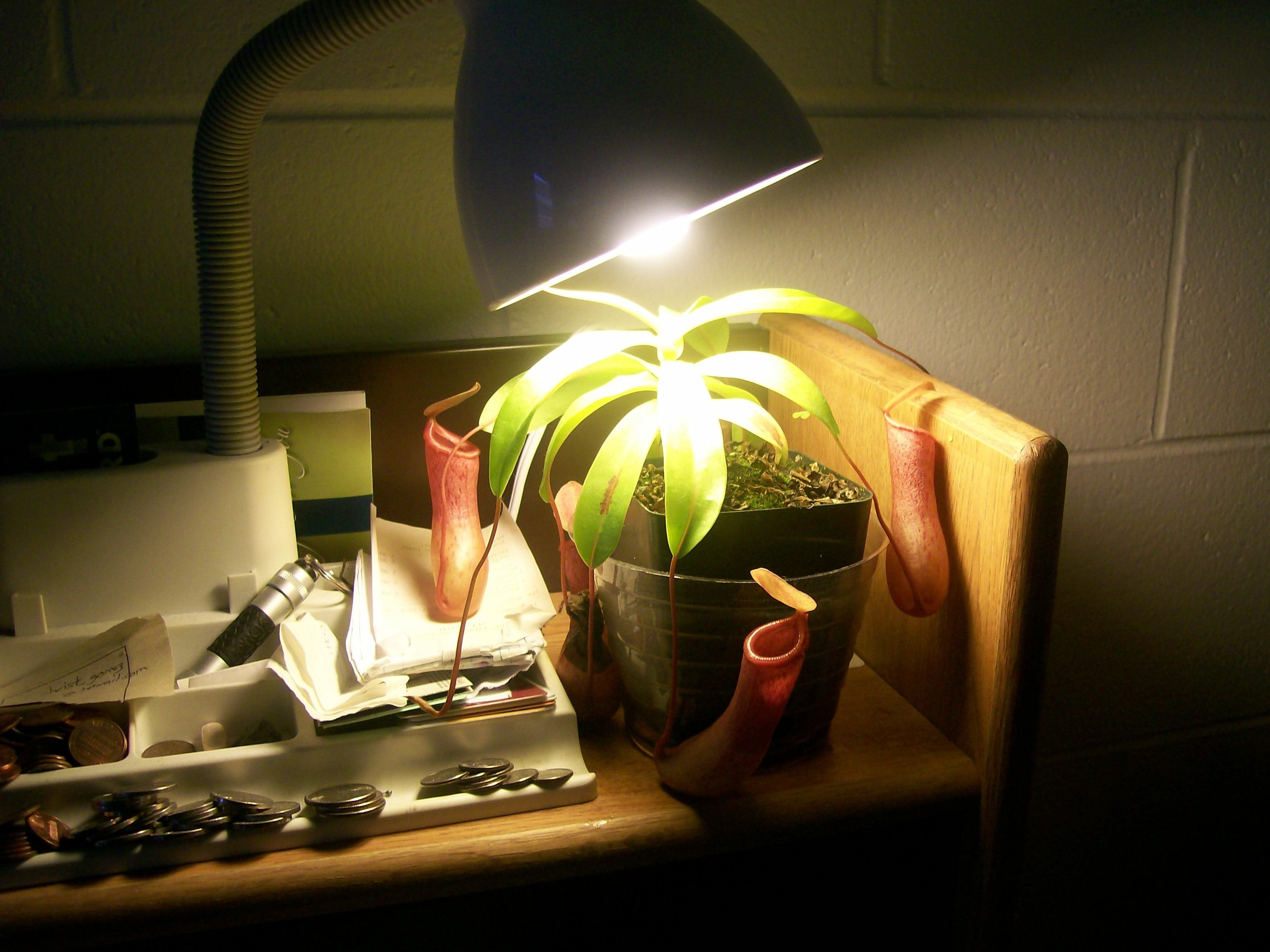 18 Insane Facts About Carnivorous Plants